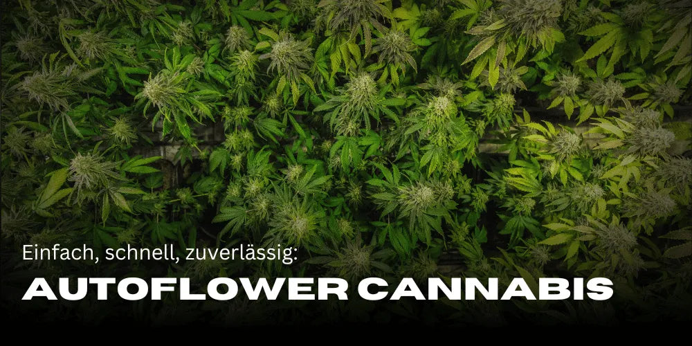 Automatische Cannabispflanzen: Einfache Kultivierung für Anfänger und Profis-Smagro GmbH