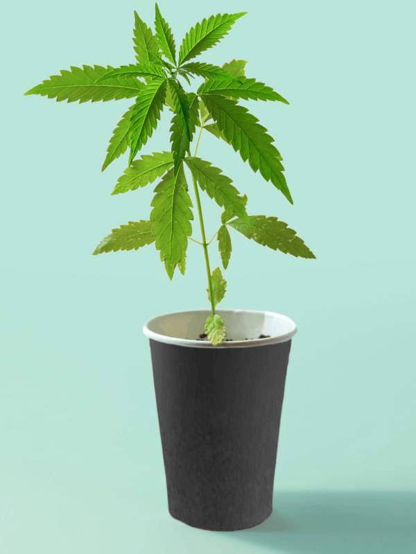 Cannabispflanze-HHCFriends
