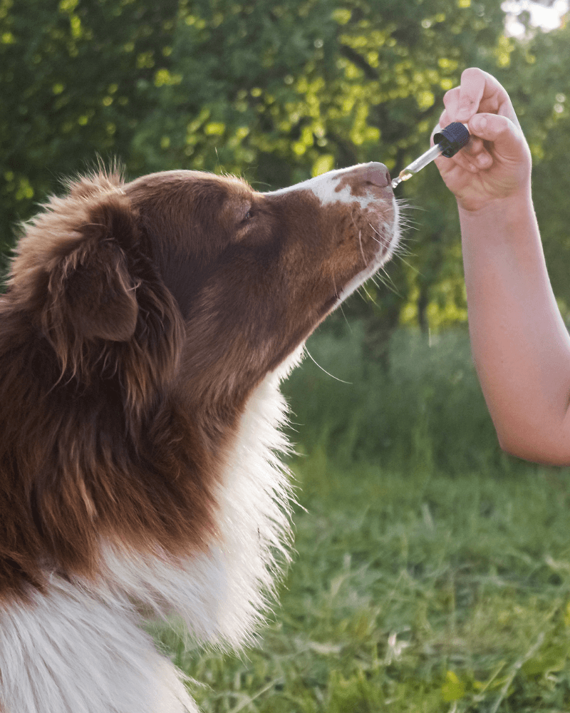 CBD Öl für Tiere